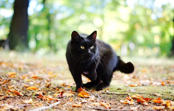Осень, кошка, кот, листья, черный