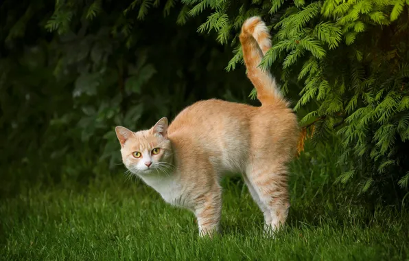 Картинка кошка, трава, кот, ветки, рыжий, хвост, котейка