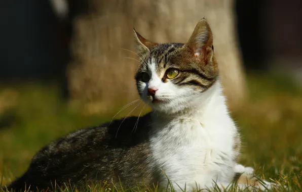 Кошка, трава, кот, взгляд, свет, природа, котенок, дерево