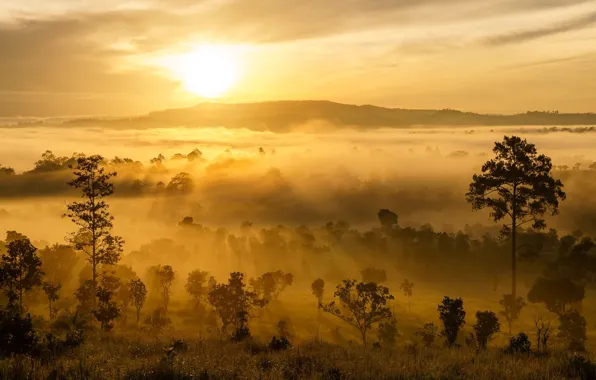 Туман, Панорама, Утро