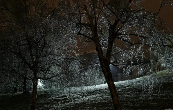 Картинка свет, деревья, ночь