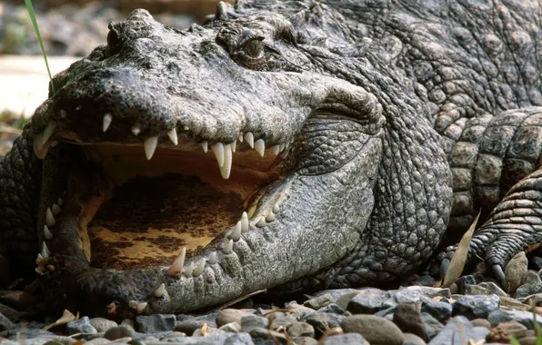 Картинка злость, Vietnam, Siamese Crocodile