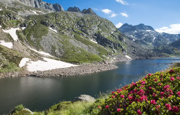 Цветы, горы, река, камни, Франция, солнечно, Midi-Pyrenees, рододендроны