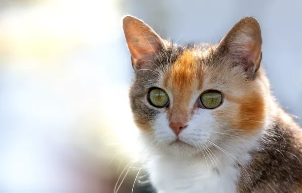 Картинка кошка, глаза, взгляд, фон