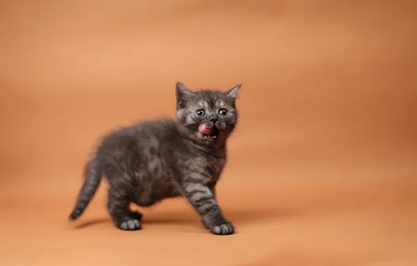 Язык, кошка, котенок, оранжевый фон, облизывается, британский