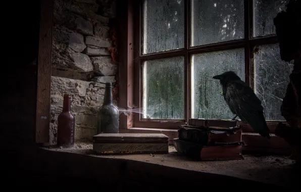 Птица, книги, бутылка, окно