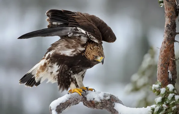 Картинка зима, снег, орел, елка, крылья, ель, перья, Птица
