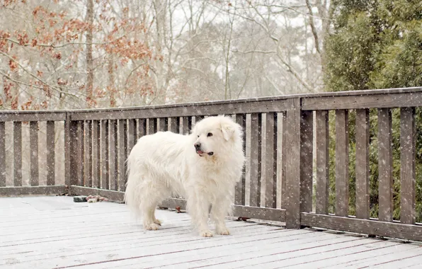 Картинка зима, снег, деревья, забор, собака, ограда, двор, белая