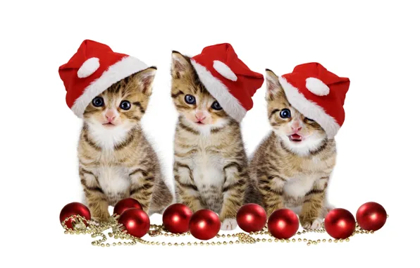 Картинка christmas, magic, balls, hat, kitten, eyes, cat, beautiful