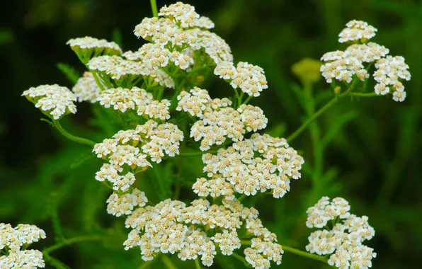 White, flower, meadow