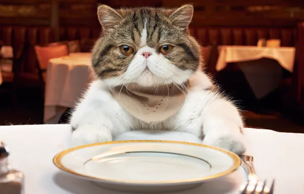 Кот, тарелка, ресторан, обед