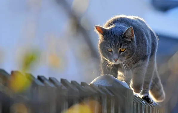 Животные, кот, забор, кот идет