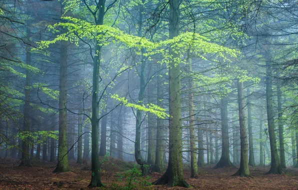 Картинка лес, туман, весна