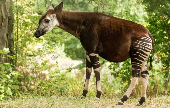 Animal, giraffe, wildlife, okapi