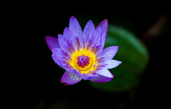 Вьетнам, Vietnam, Водяная лилия, Water Lily, Purple Petal, Фиолетовый лепесток, Closeup Plant, Растение крупным планом