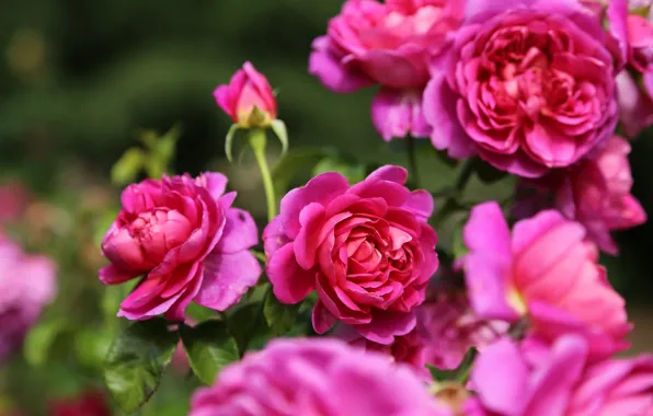 Макро, розы, розовый куст