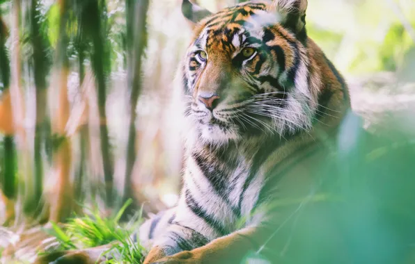 Картинка взгляд, морда, природа, тигр, портрет, размытие, лежит, боке