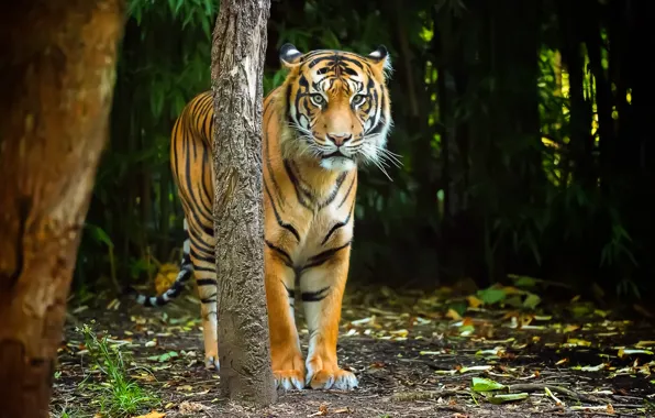Картинка взгляд, природа, тигр, полосы, хищник