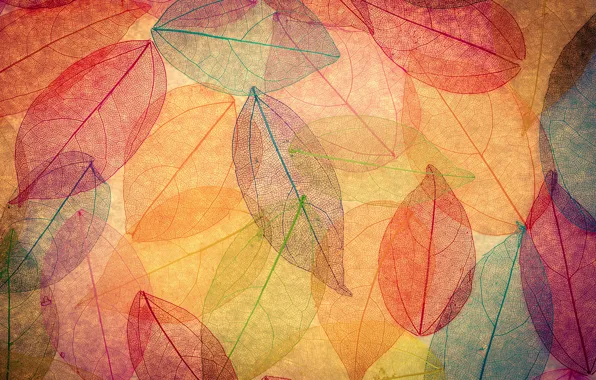 Листья, фон, colorful, abstract, autumn, leaves, осенние, transparent