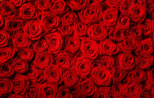 Картинка цветы, розы, красные розы