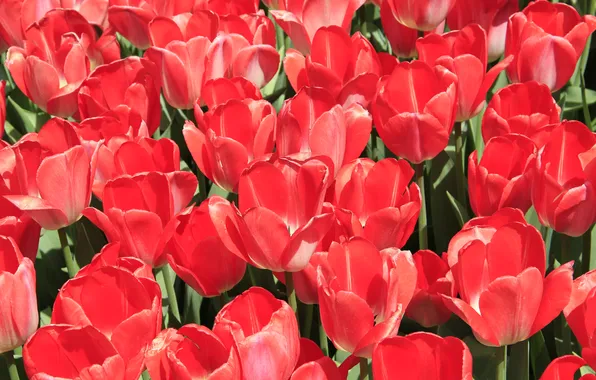 Red, flowers, beautiful, cute