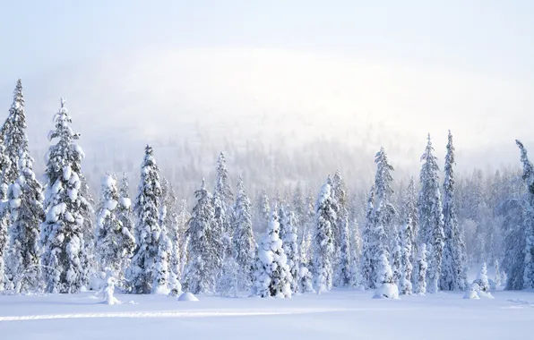 Картинка зима, снег, природа, туман, фото, ель