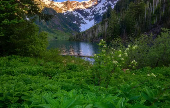 Зелень, лес, листья, горы, заросли