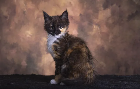 Кошка, котенок, мордашка, сидит, пятнистый, мейн-кун, пестрый, фотостудия