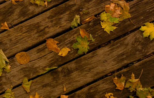 Картинка осень, листья, дерево, дорожка, клен
