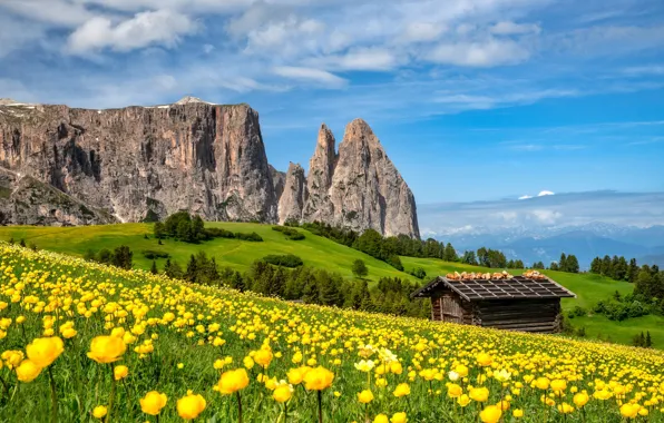 Картинка цветы, горы, луг, сарай, Италия, Italy, лютики, Доломитовые Альпы