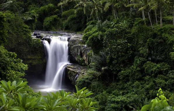 Деревья, природа, пальмы, водопад, Индонезия, Tegenungan Waterfall, остров Бали