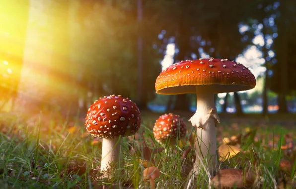 Свет, поляна, грибы, мухоморы