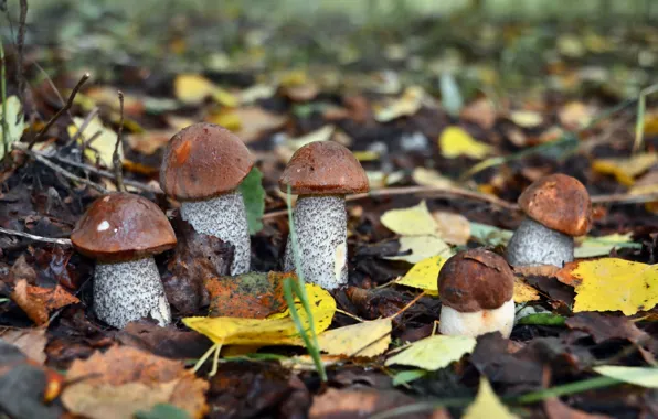 Осень, природа, грибы