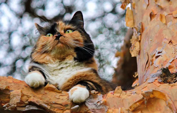 Картинка кошка, фон, дерево
