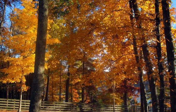 Картинка Осень, Деревья, Fall, Autumn, Colors, Trees