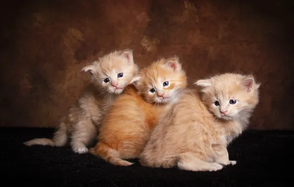 Взгляд, кошки, поза, темный фон, котенок, котята, три, мех