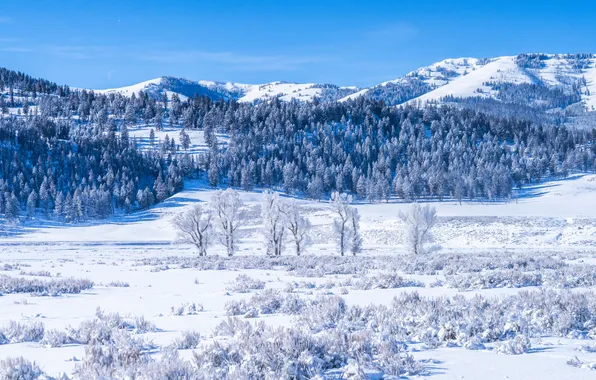 Картинка зима, снег, горы, США, Yellowstone National Park