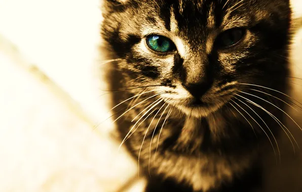 Картинка кот, усы, взгляд, кошки, лицо, cats, анфас