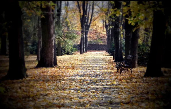 Осень, листья, деревья, скамейка, парк, аллея, сквер
