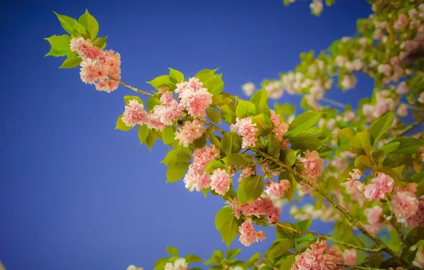 Вишня, ветка, сакура, цветение