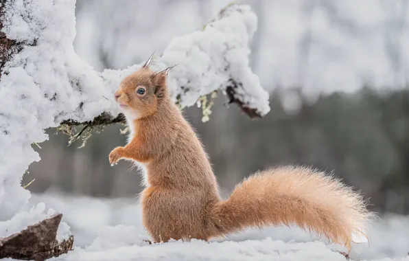 Зима, взгляд, снег, природа, поза, лапки, ветка, белка