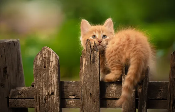 Забор, рыжий, котёнок, Юрий Коротун