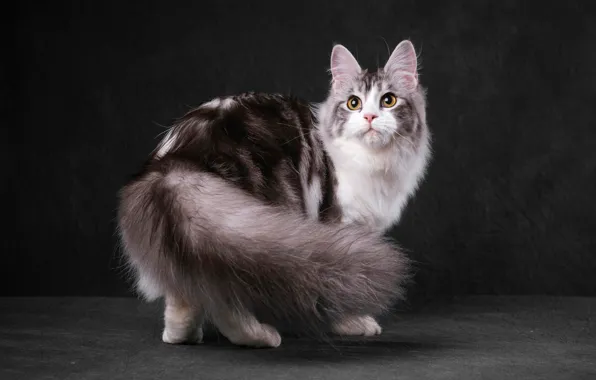 Кошка, кот, взгляд, морда, поза, темный фон, серая, милашка