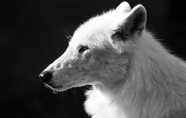 Картинка nature, snow, predator, face, animal, wolf, wildlife, portrait