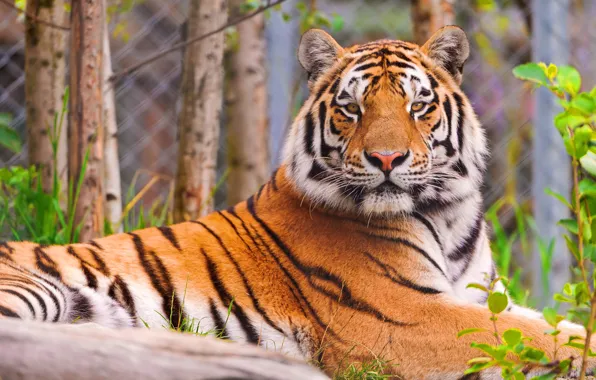 Картинка морда, тигр, лежит, смотрит, полосатый красавец
