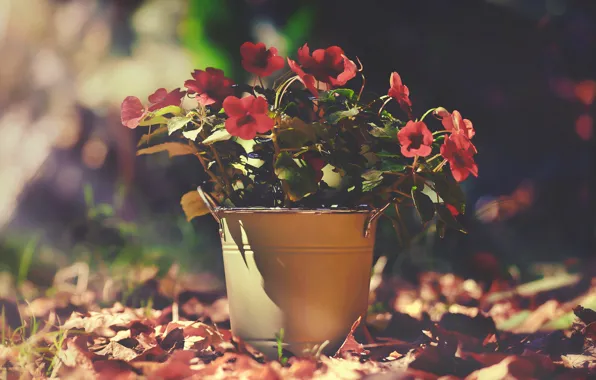 Цветы, природа, фон