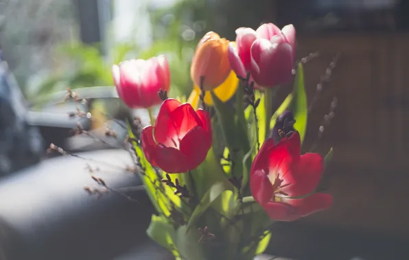 Цветы, фон, тюльпаны