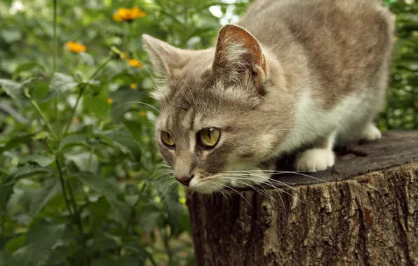 Картинка кошка, лето, взгляд