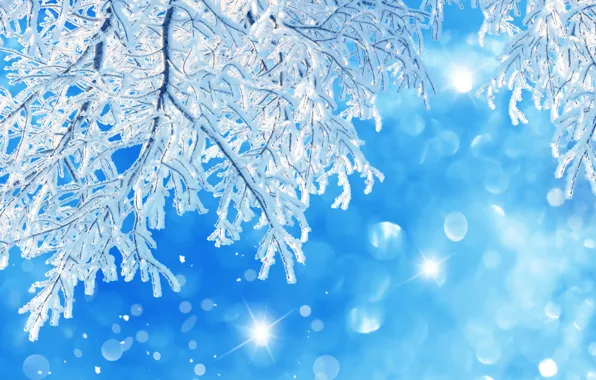 Картинка зима, макро, дерево, веточки. снег