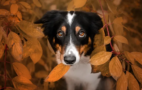 Картинка осень, взгляд, морда, листья, ветки, собака, Екатерина Кикоть, Бодер-колли